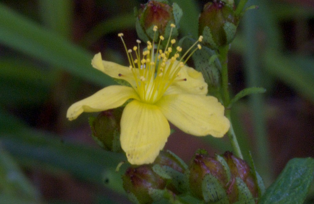 d0053930_10421740.jpg