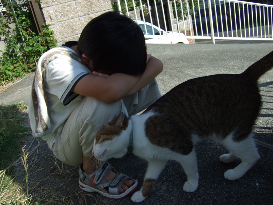 元気出せよ Complex Cat 元気出せよ Complex Cat