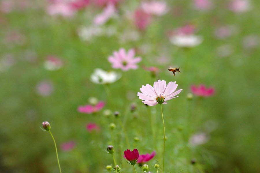 レフ1000㎜で秋桜！エッ? (;゜⊿゜)ノ マジ?_c0080540_1713238.jpg