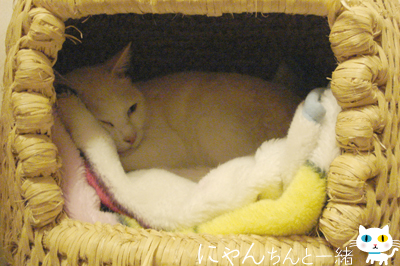 猫生、楽ありゃ苦もあるさ_e0031853_13574962.jpg