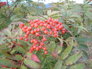 c0097754_2231817.jpg