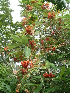 c0097754_2255527.jpg