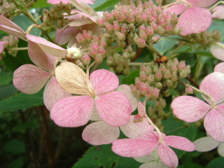 c0097754_2262296.jpg
