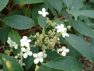 c0097754_2263727.jpg