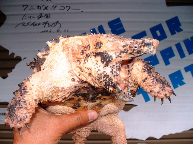 高価だったが ワニガメ生態研究所 高価だったが ワニガメ生態研究所