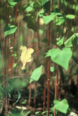 蕎麦の花_d0078481_7534683.jpg