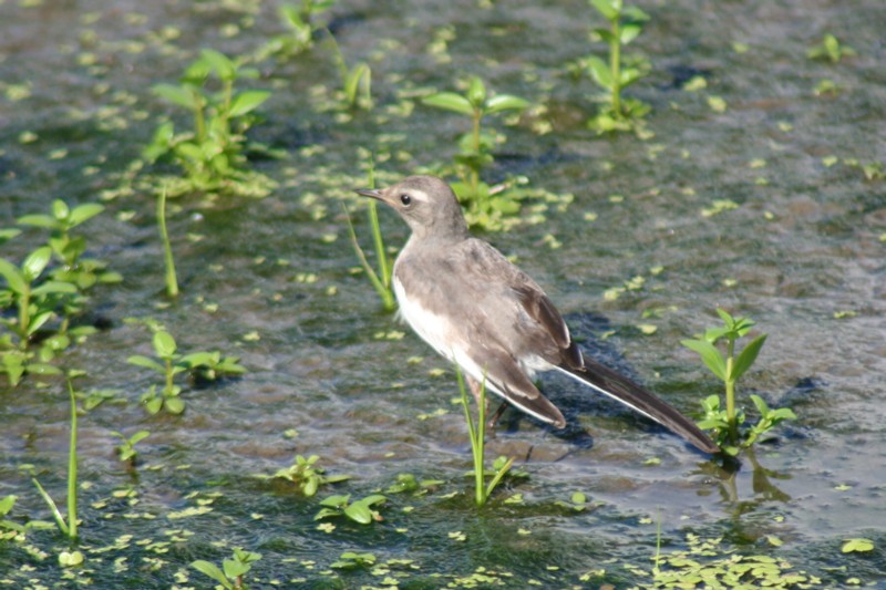 セグロセキレイ　幼鳥_d0126085_10101414.jpg