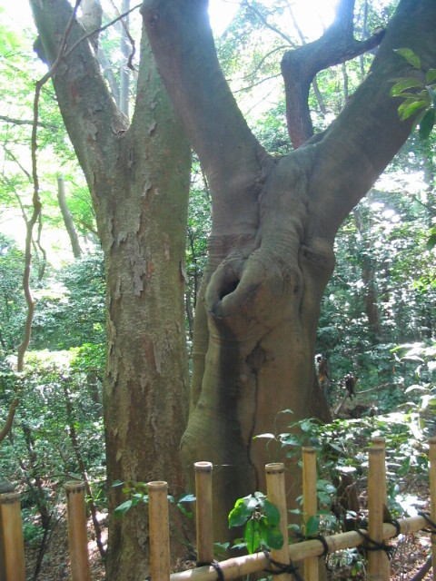 神宮の杜_a0091095_1562273.jpg
