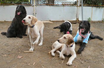 八景島・海の公園ドッグランで遊んだよ。_f0020595_111237.jpg