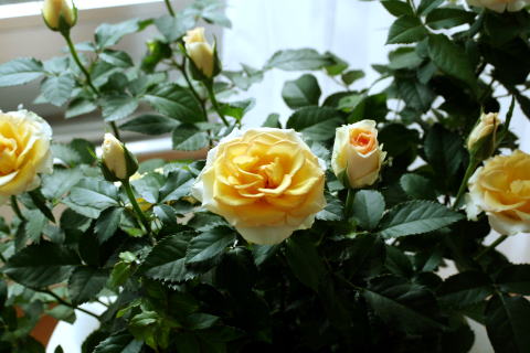 c0090198_2285154.jpg
