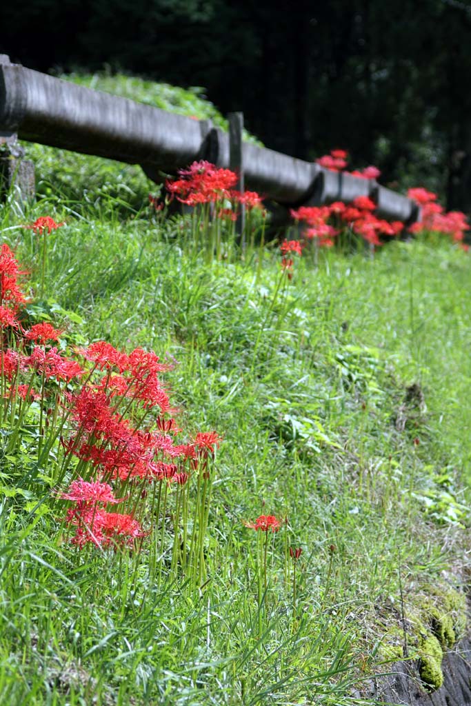 土管と彼岸花_d0085715_00771.jpg