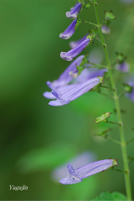 f0136821_6591062.jpg