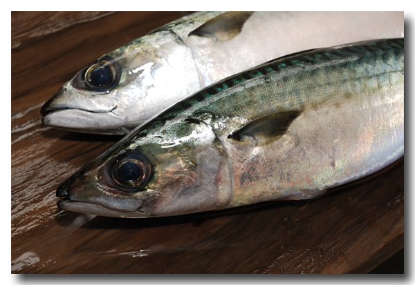 真鯖 マサバ 脂の乗った秋鯖 堪りませんよ 魚屋三代目日記 真鯖 マサバ 脂の乗った秋鯖 堪りませんよ 魚屋三代目日記