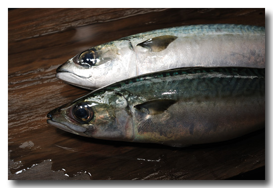 真鯖 マサバ 脂の乗った秋鯖 堪りませんよ 魚屋三代目日記