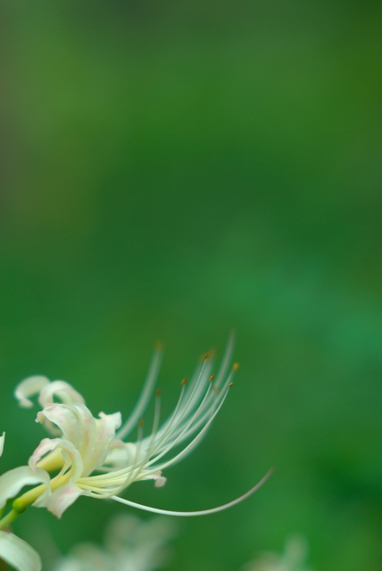 白花曼珠沙華_f0018464_627227.jpg