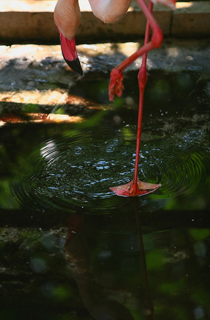 Flamingo_a0024167_20283351.jpg