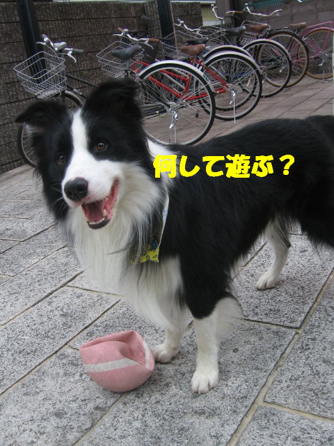 e0117976_1113186.jpg