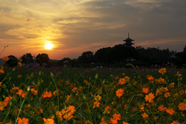 月と秋桜と国分寺 2007/9/27,28_c0135381_9122264.jpg