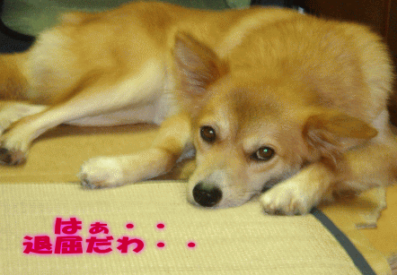 なっちゃんとまー君の近況_c0088584_1341233.gif