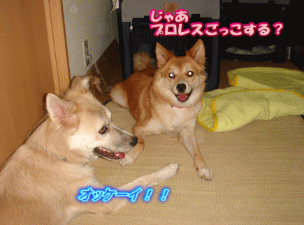 c0088584_13421052.gif