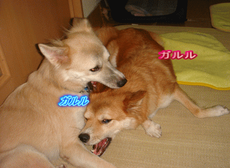 c0088584_13433346.gif
