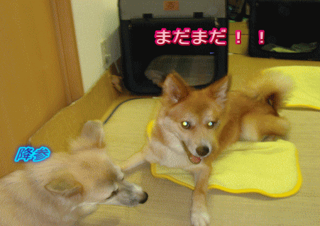 なっちゃんとまー君の近況_c0088584_13503581.gif