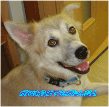 c0088584_13514441.gif