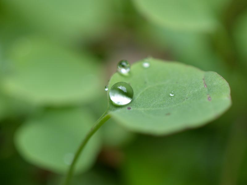 雨上がりの庭_c0137403_16485111.jpg