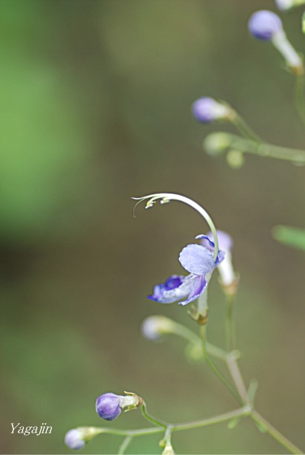 f0136821_6591273.jpg