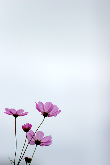 COSMOS_b0049843_21592365.jpg