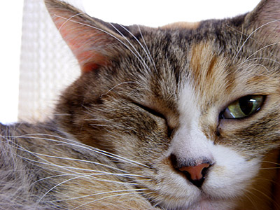 ウインクと言えば ぶつぶつ独り言２ うちの猫ら21
