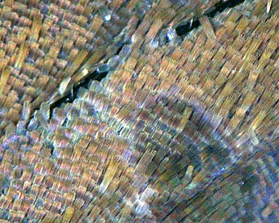 e0035757_1645257.jpg
