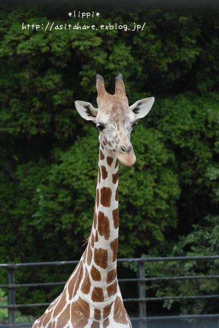 ハート模様のキリン 動物園でお散歩 ハート模様のキリン 動物園でお散歩