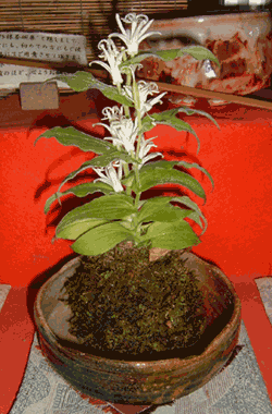 f0014970_16155474.gif