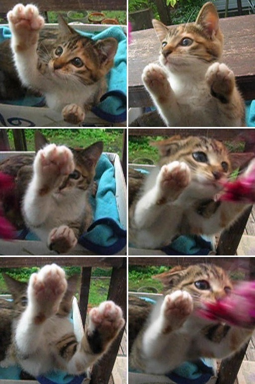 猫にゃん棒 に関する一考察 ムー太の猫マンション 05 10