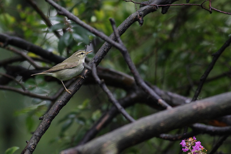 メボソムシクイ　Arctic Warbler_e0071575_22573980.jpg