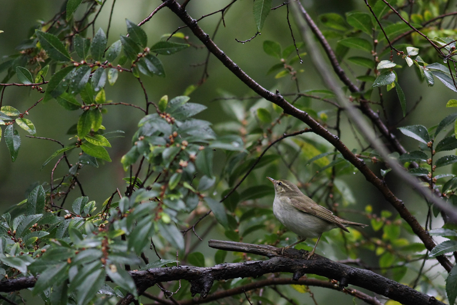 メボソムシクイ　Arctic Warbler_e0071575_22575342.jpg