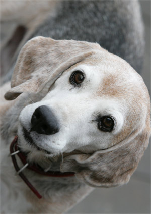 おじいちゃん犬 スタジオドッグランのphoto Gallery