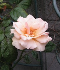 c0108693_21274746.jpg