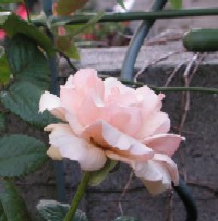 c0108693_2128422.jpg
