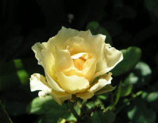 c0108693_212949.jpg