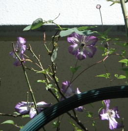 c0108693_21325580.jpg