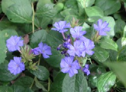 c0108693_2137067.jpg