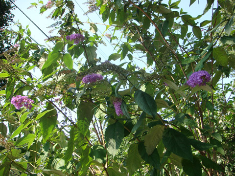 f0146493_94542.jpg