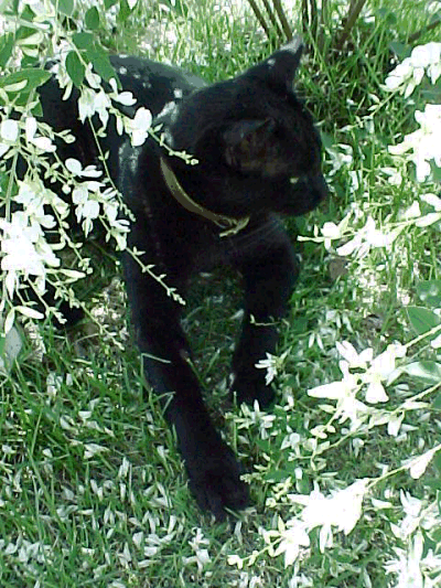 b0003512_1837880.gif