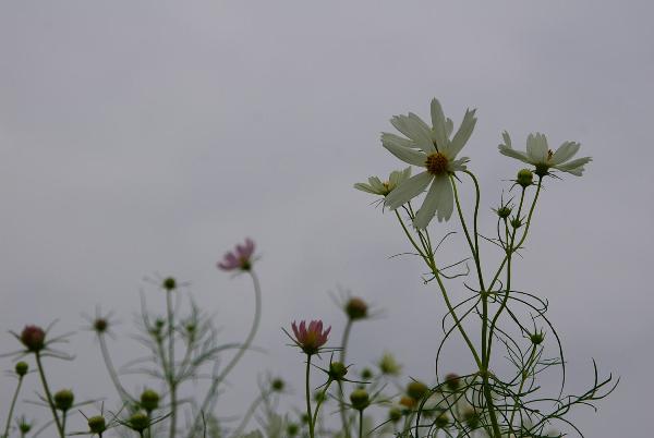 c0107924_1554425.jpg