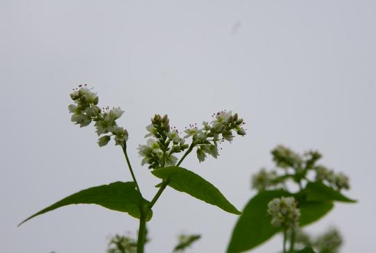 c0107924_1555311.jpg