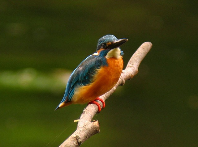 題名　カワセミ カワセミ - Wikipedia