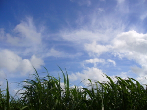 e0064227_1195544.jpg