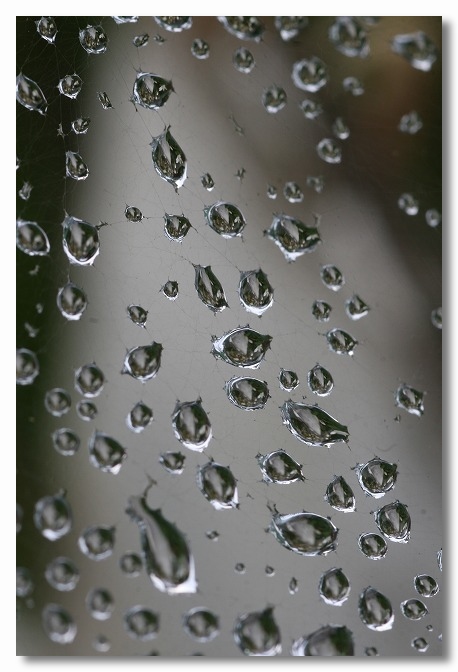 雨の中の彼岸花_e0052135_1765970.jpg